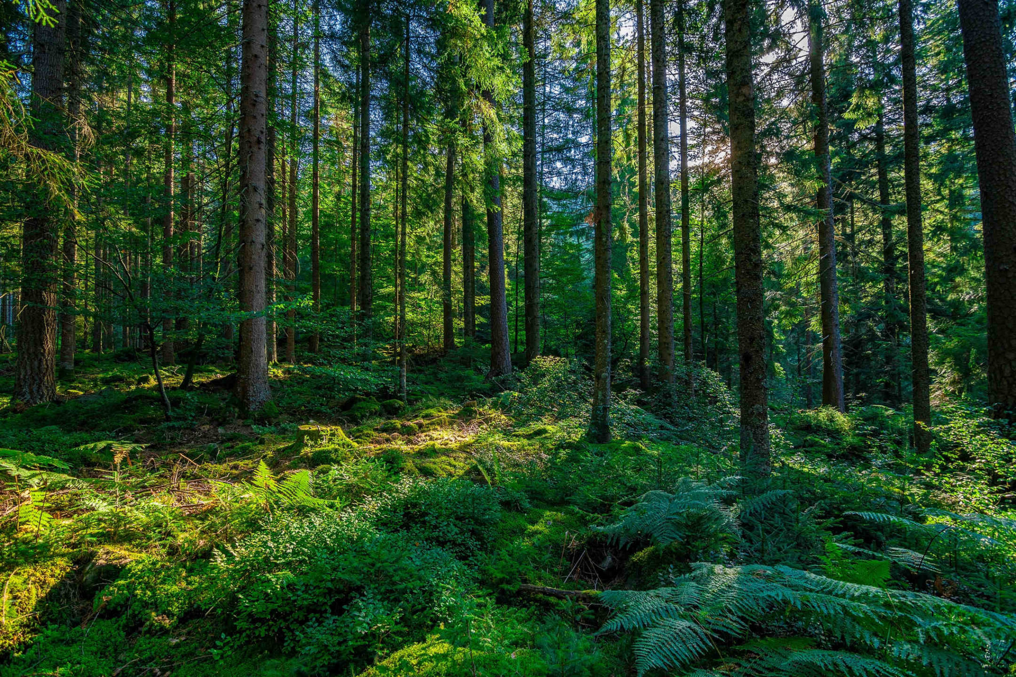 Magical twilight forest with glowing trees